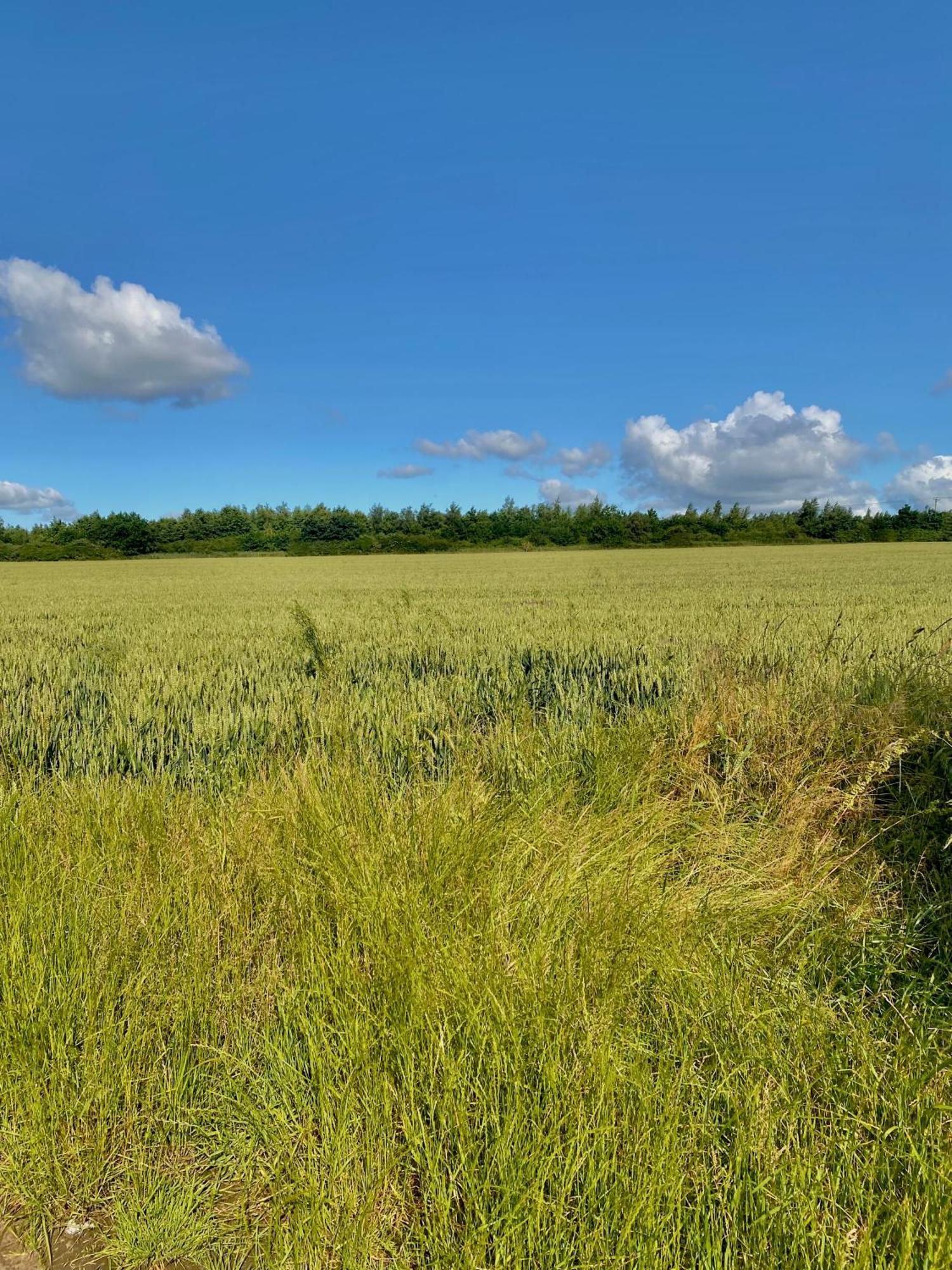Work And Relax - Fast Wifi, Fireplace & Near Pub Newton Aycliffe Exteriér fotografie