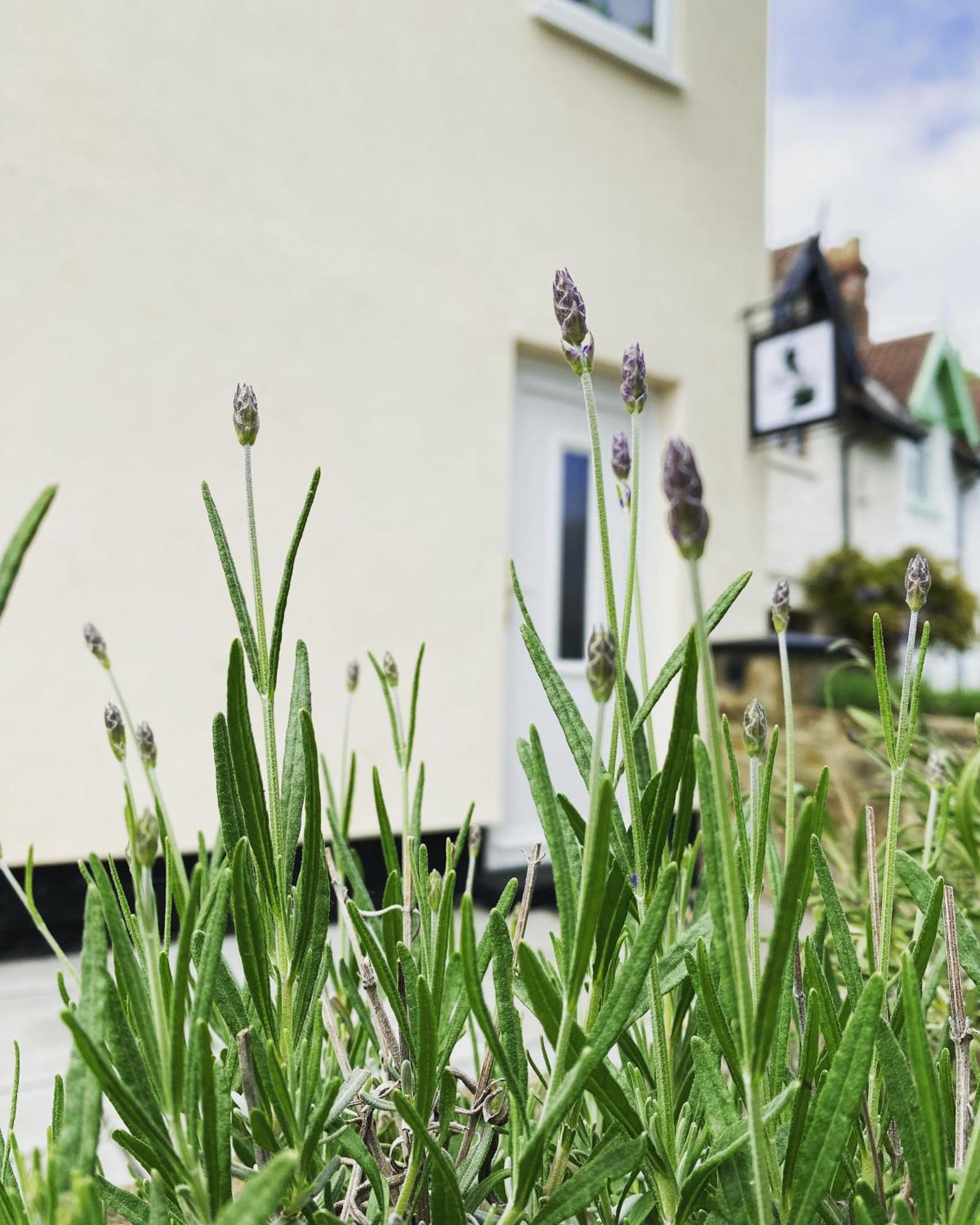 Work And Relax - Fast Wifi, Fireplace & Near Pub Newton Aycliffe Exteriér fotografie